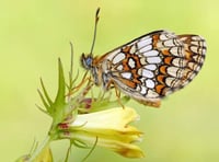 Call for help to save rare butterfly