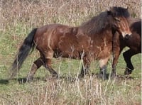 Plea for help to trace charity pony