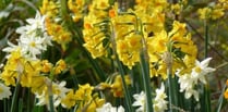 Valley daffodil project gets under way