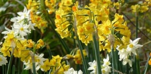 Valley daffodil project gets under way