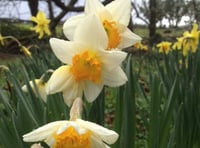 Get to know your daffs