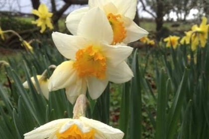 Get to know your daffs