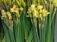 Free daffodils for rail passengers on the Tamar Valley Line