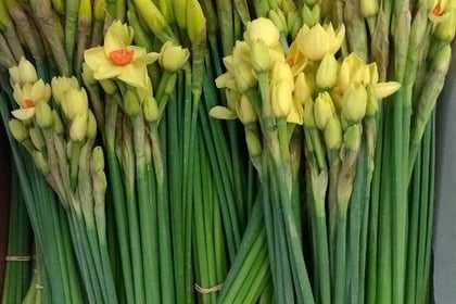 Free daffodils for rail passengers on the Tamar Valley Line