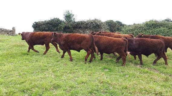 Many reasons to celebrate Great British Beef Week