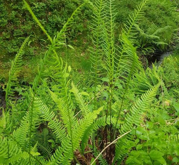 Discover and identify ferns in free online workshop