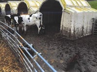 Dairy farmer and cheesemaker banned from keeping farm animals