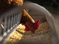 Poultry farm 'amendments' get green light 