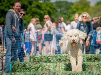 Doggy Summer Fete coming to Mount Edgcumbe