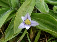 Sand Crocus “Romulea columnae” found in Cornwall