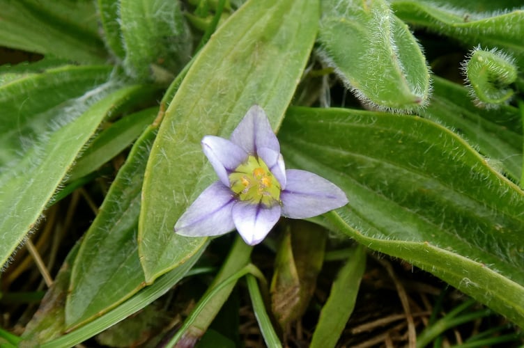 Sand Crocus Romulea columnae