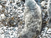 Orphaned seal pup rescued in Cornwall spotted four years later