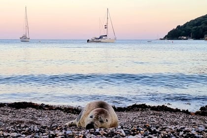 Petition to save frequent Cawsand visitor Spearmint the seal 