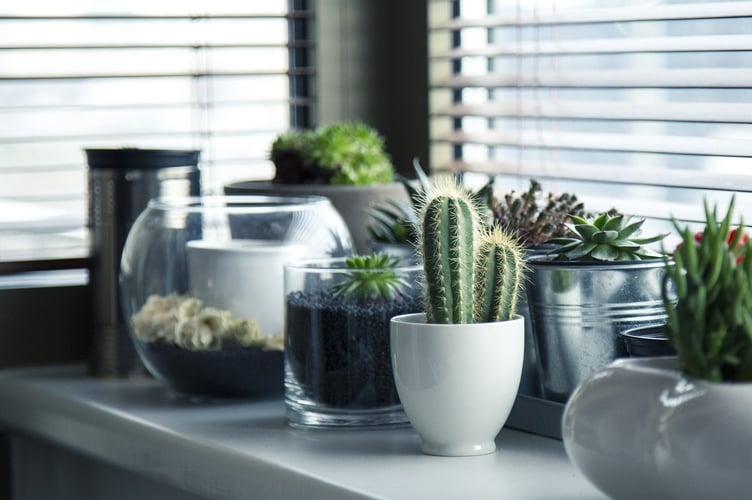 Rounded leafy houseplants give the biggest boost to well-being