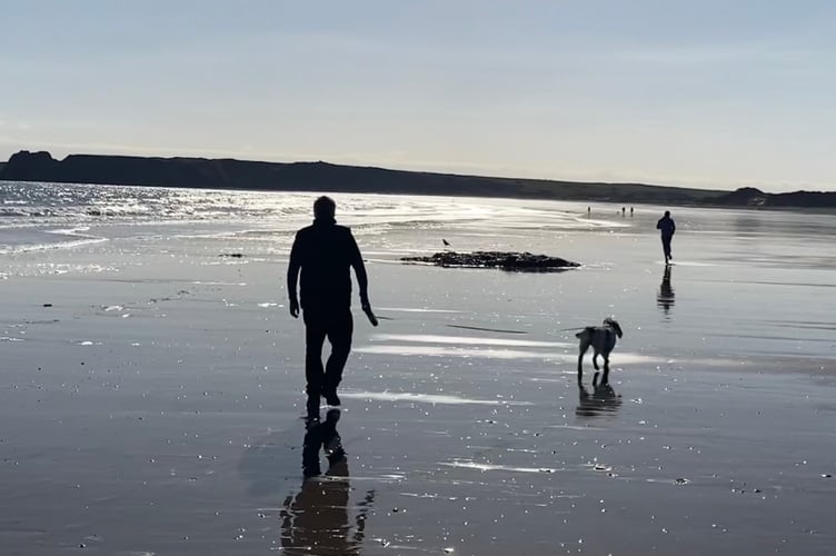 Dog on beach