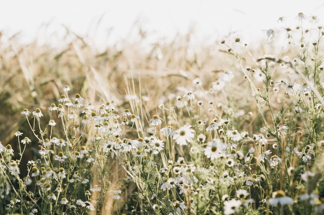 Wildflowers