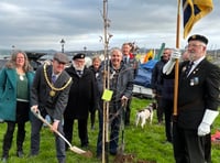 Tree planted by Saltash Royal British Legion in memory of Queen Elizabeth II