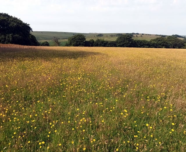 Cornwall Council given £1 million to boost environmental initiatives 