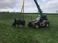 Cows 'mooved' to safety after falling in slurry pit 