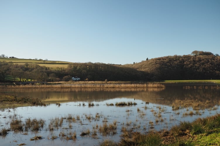 Calstock Wetland