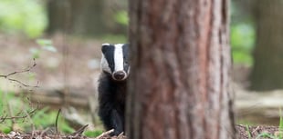 Half of Britain's badgers killed as cull figures for 2022 released