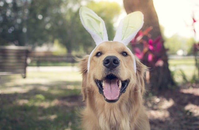 7 things to keep out of paws reach this Easter