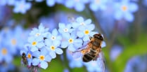 Study reveals how pollinators cope with plant toxins