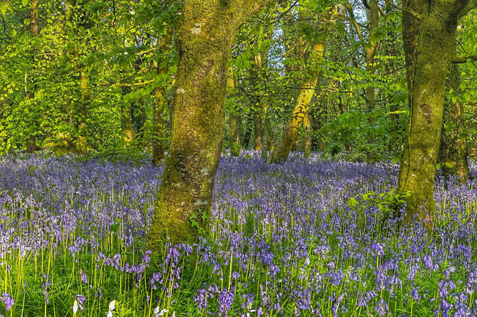 Lanhydrock bluebells 