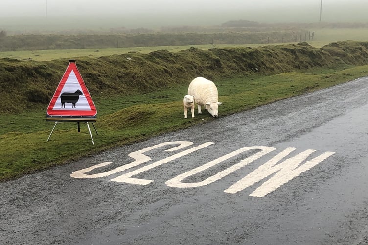 Increase of ‘livestock worrying’ incidents highlighted by Police