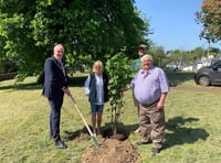 Clear skies for tree planting