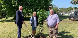 Clear skies for tree planting