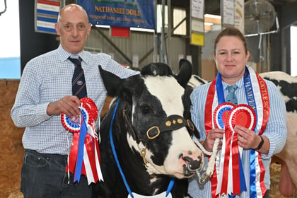 Royal Cornwall Show: Good stock in cattle arena