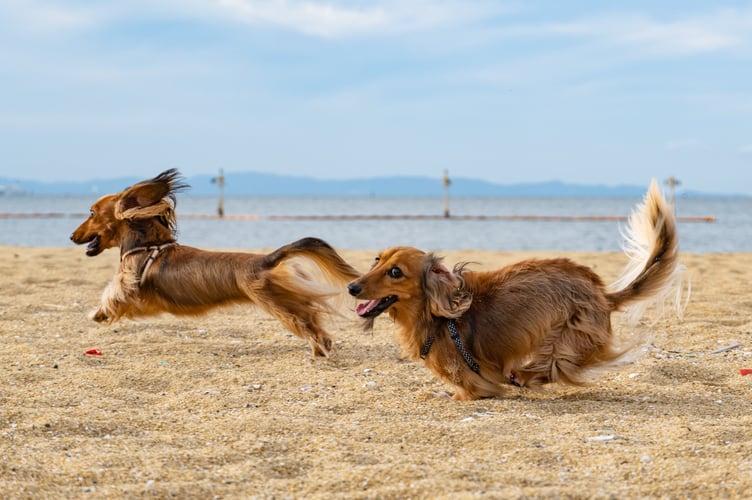 dogs on beach