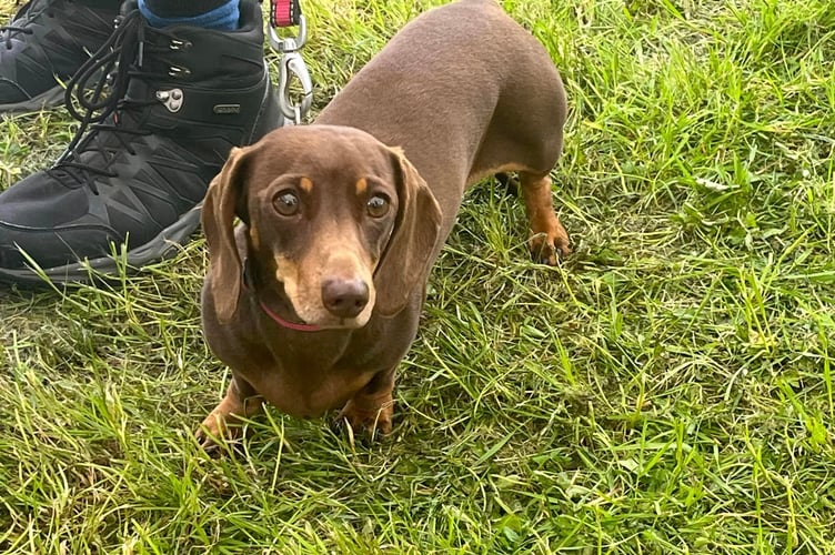 Looe dog show