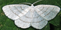 Naturewatch: Rare sighting of silky wave moth in Cornwall 