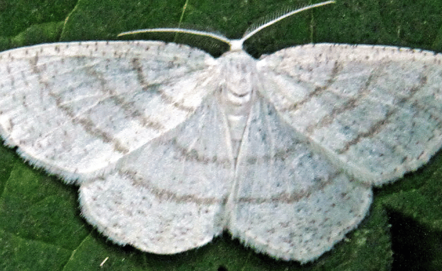 Naturewatch: Rare sighting of silky wave moth in Cornwall 