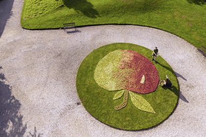 Saltash apple mosaic celebrates Cotehele’s heritage open day