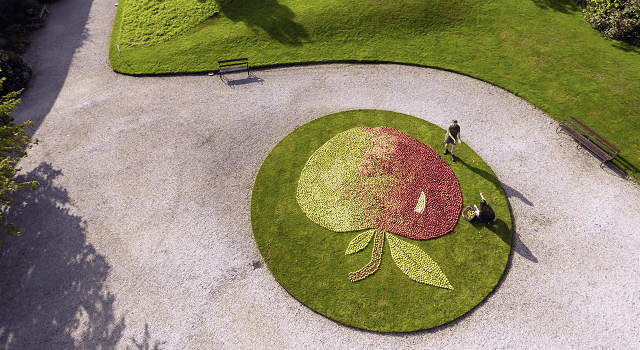 Saltash apple mosaic celebrates Cotehele’s heritage open day