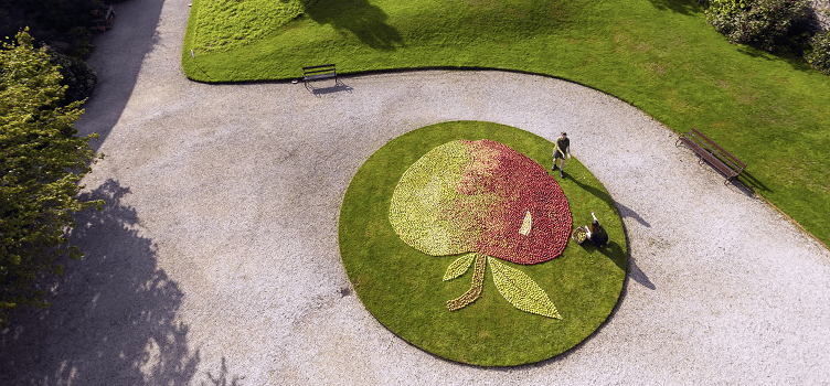 A gardener puts the finishing touches to the giant apple mosaic at the National Trust’s Cotehele in Cornwall in September