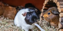 RSPCA centres jam packed after 37% rise in unwanted guinea pigs