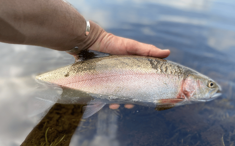 Andy Lawson's catch at Kennick