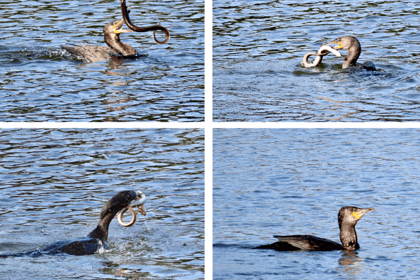 Cormorant spotted battling with a slippery eel in Looe 