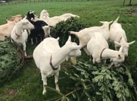 Used Christmas trees wanted to feed goats