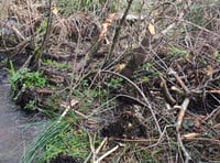 Wild beavers discovered at nature reserve