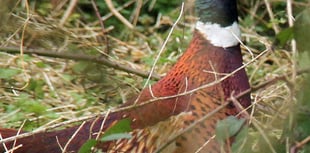 Naturewatch with Ray Roberts: A bright sunny morning