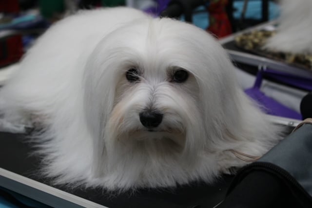 Herbie the Coton De Tulea puppy