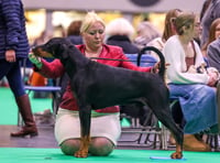 Dog owner celebrates a string of wins