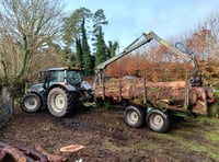 Non-native trees help restore damaged peatlands