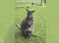 Wallaby twins born at wildlife park