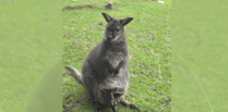 Wallaby twins born at wildlife park